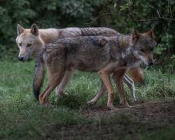 Pierre RICH - Rich Photographe